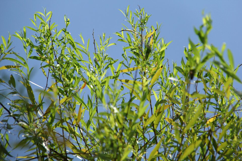 Banboo plant scenery