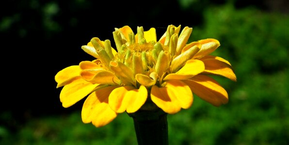 Yellow summer plant photo