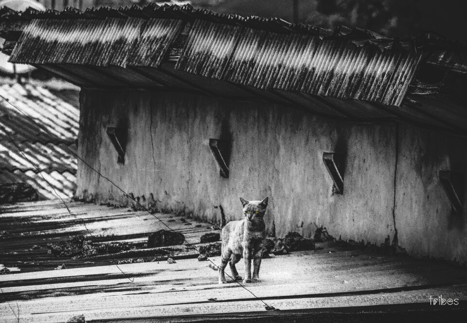 Pet kitten animal