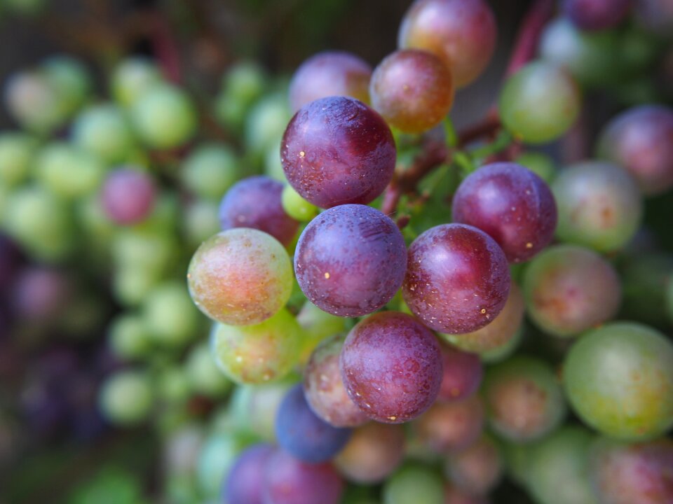 Winegrowing grapevine wine