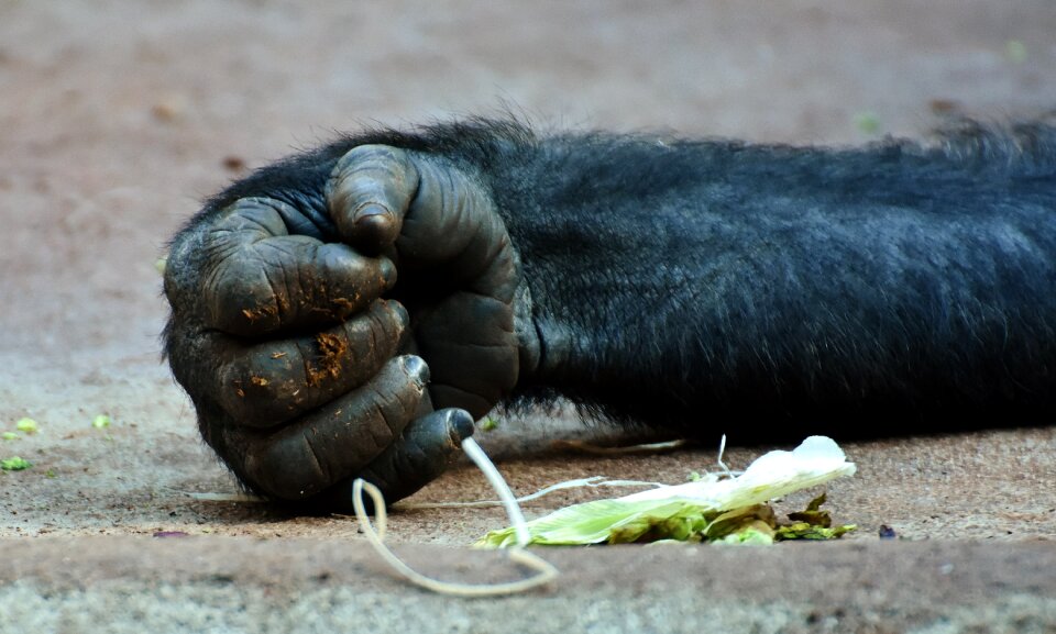 Food animal world animal