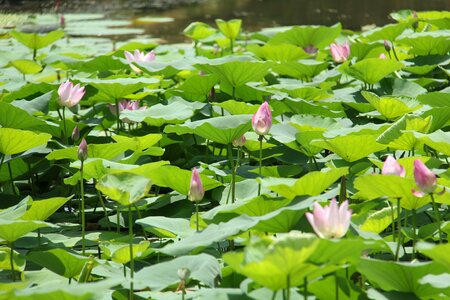 Water lily plant scenery