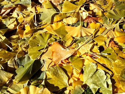 Autumn canada leaf photo