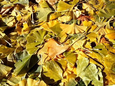Autumn canada leaf