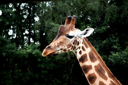 Africa mammal neck
