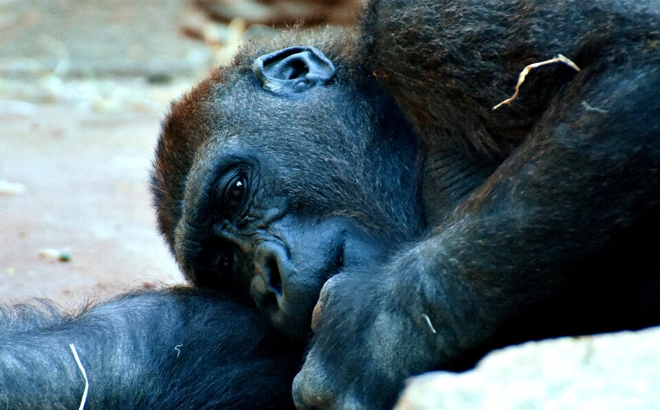 Zoo furry omnivore