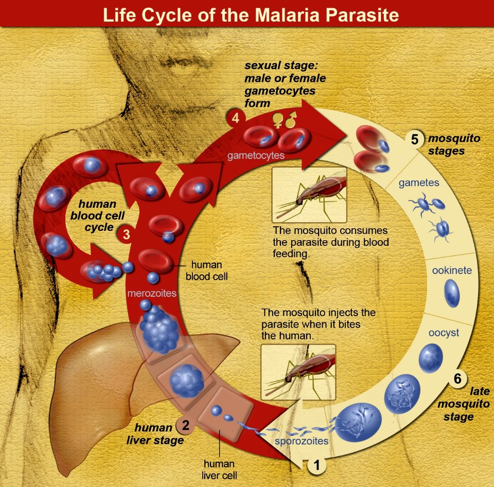 Life Cycle of the Malaria Parasite