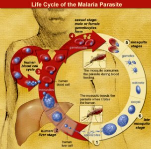 Life Cycle of the Malaria Parasite photo