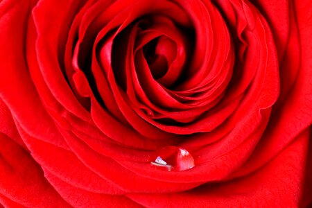 Red rose blossom bloom
