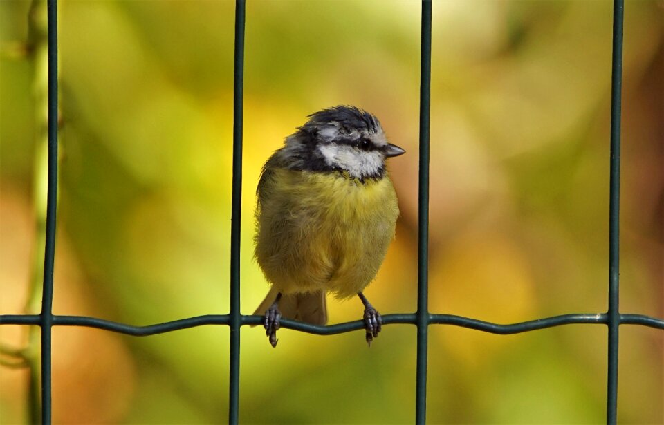 Nature birds garden