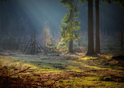 Moss forest forest litter