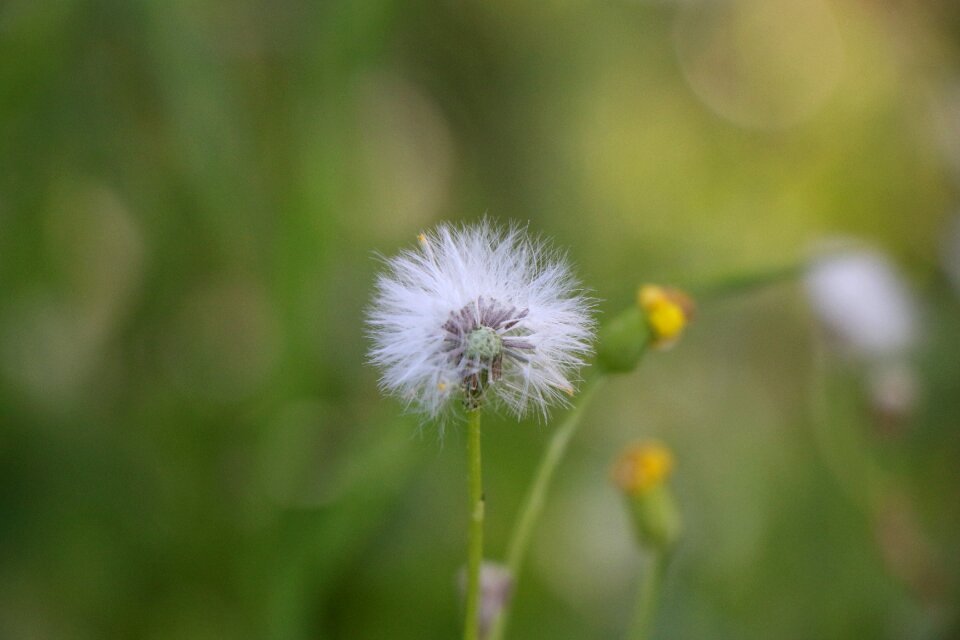 Summer dandelion flower
