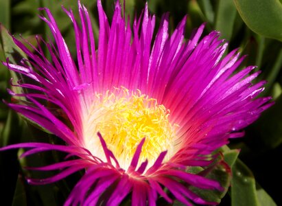 Pink flower succulent