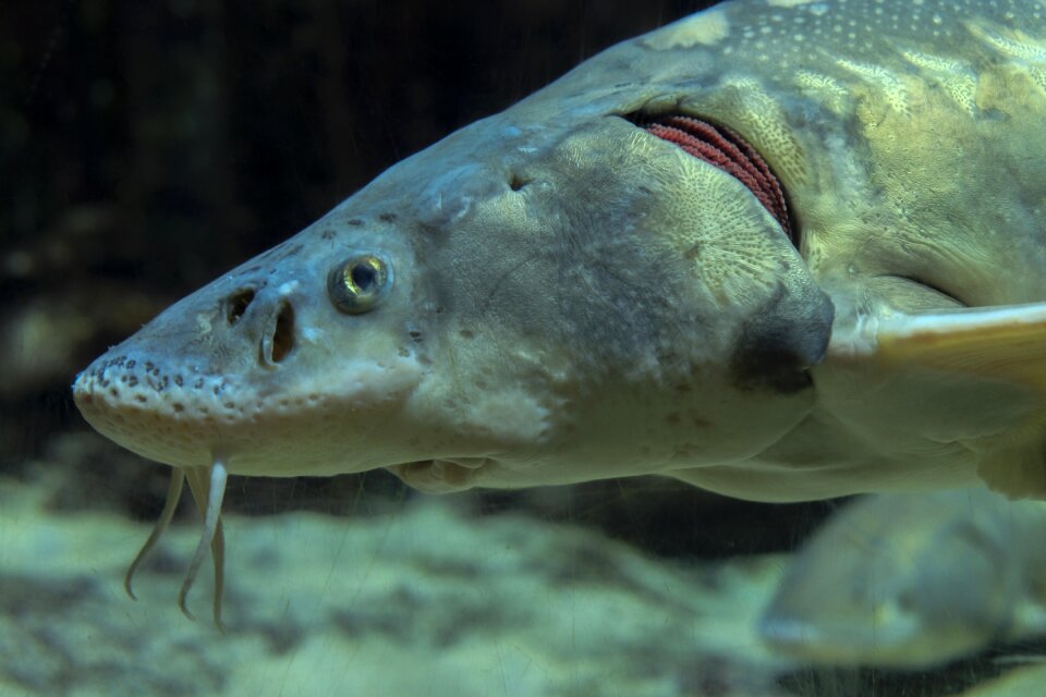 Fish aquarium underwater