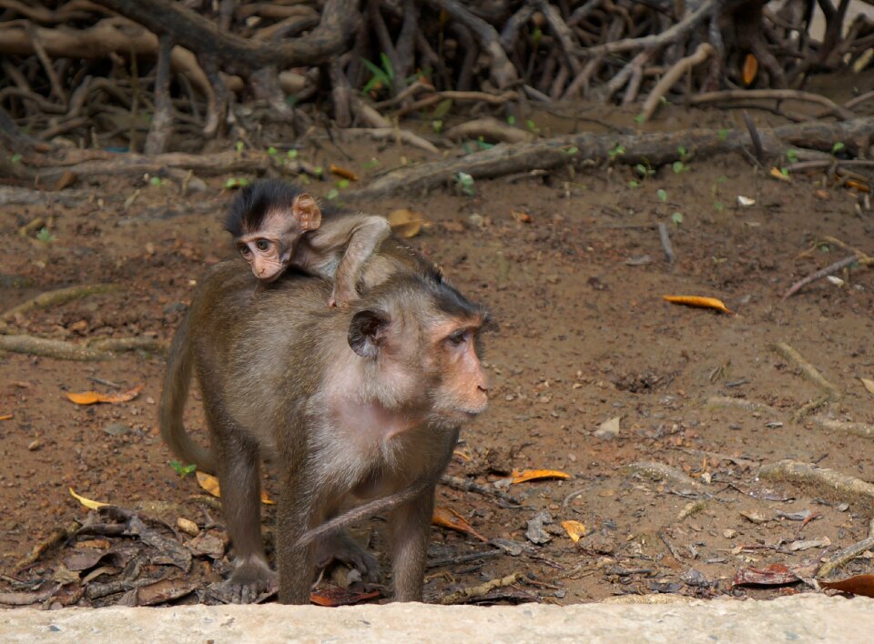 Mother monkey monkey the need of the hour animal
