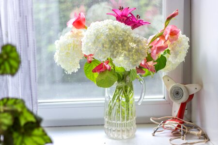 Window sill indoor flower photo