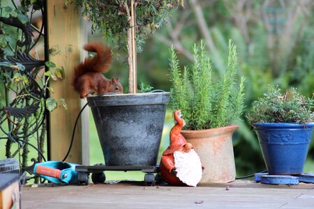 Squirrel rodent foraging