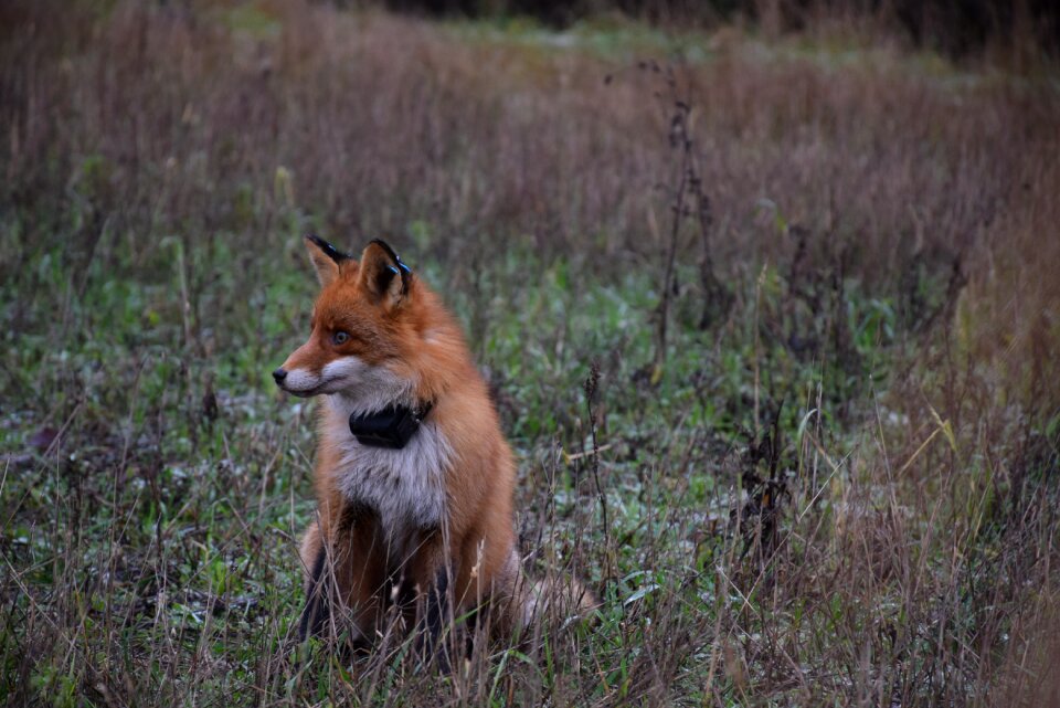 Animals nature foxes