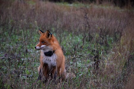 Animals nature foxes photo