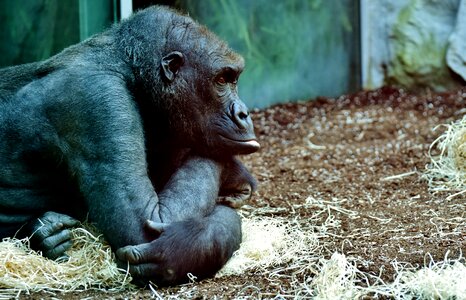 Zoo furry omnivore