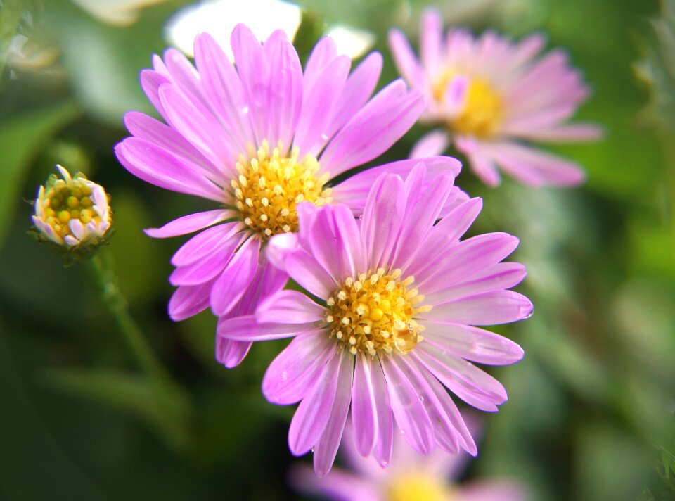 Purple flowers purple daisies wildflowers