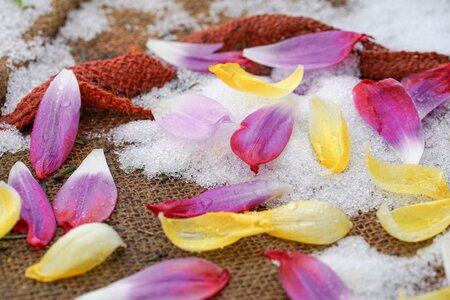 Frost pink yellow