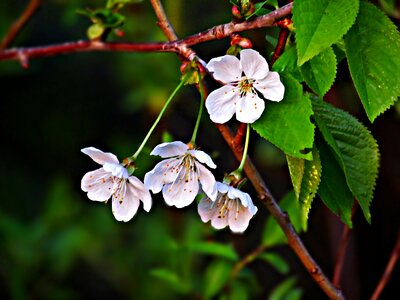 Nature blooming plant photo