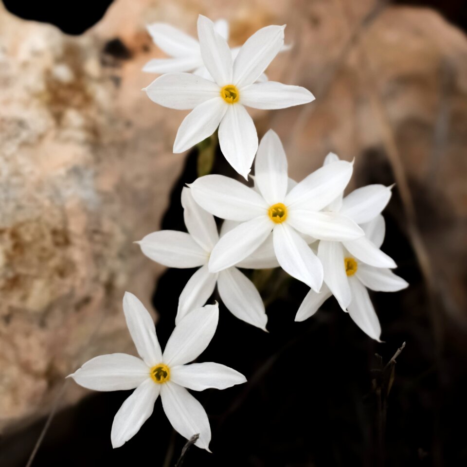 Plant nature petal