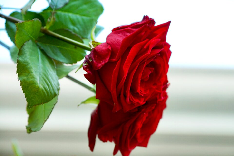 Red rose blossom bloom