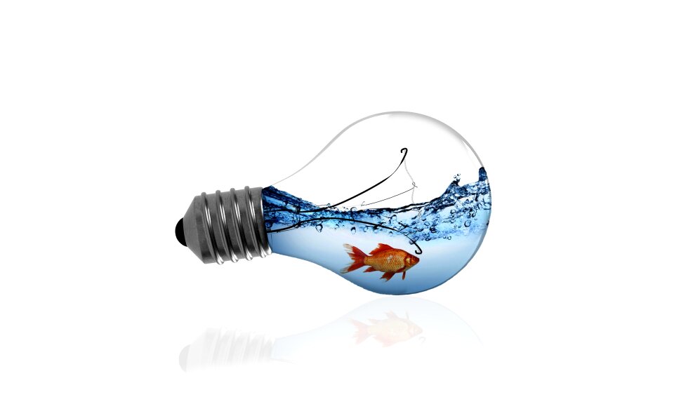 Fish bulb fish in a bulb