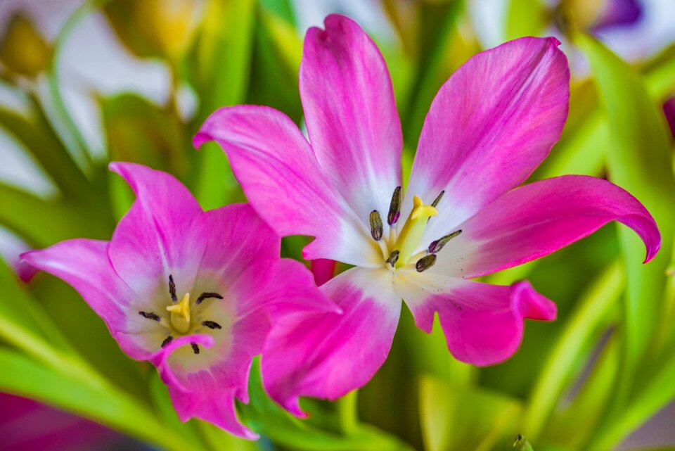 Frohsinn joy beauty