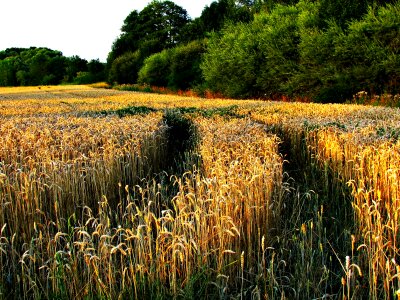 The cultivation of nature village