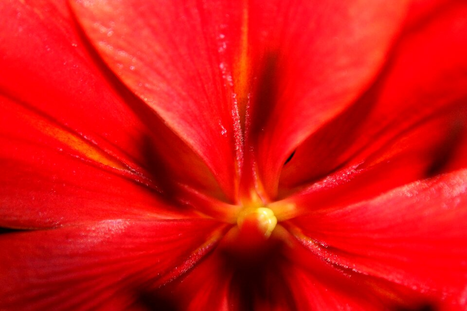 Close up flower red closed