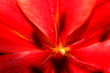 Close up flower red closed photo