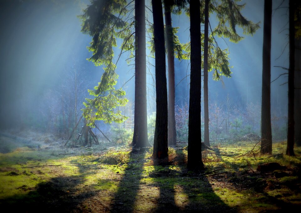 Moss forest forest litter
