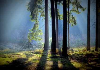 Moss forest forest litter