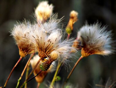 Spikes meadow weed photo