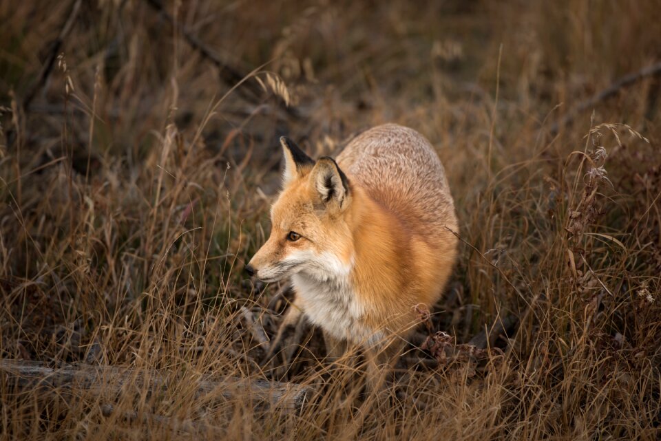 Fox animal brown grass