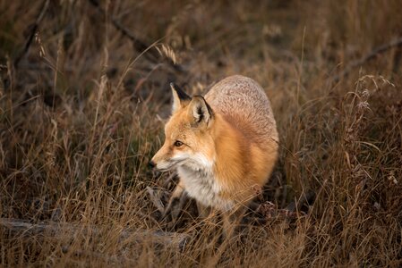 Fox animal brown grass photo