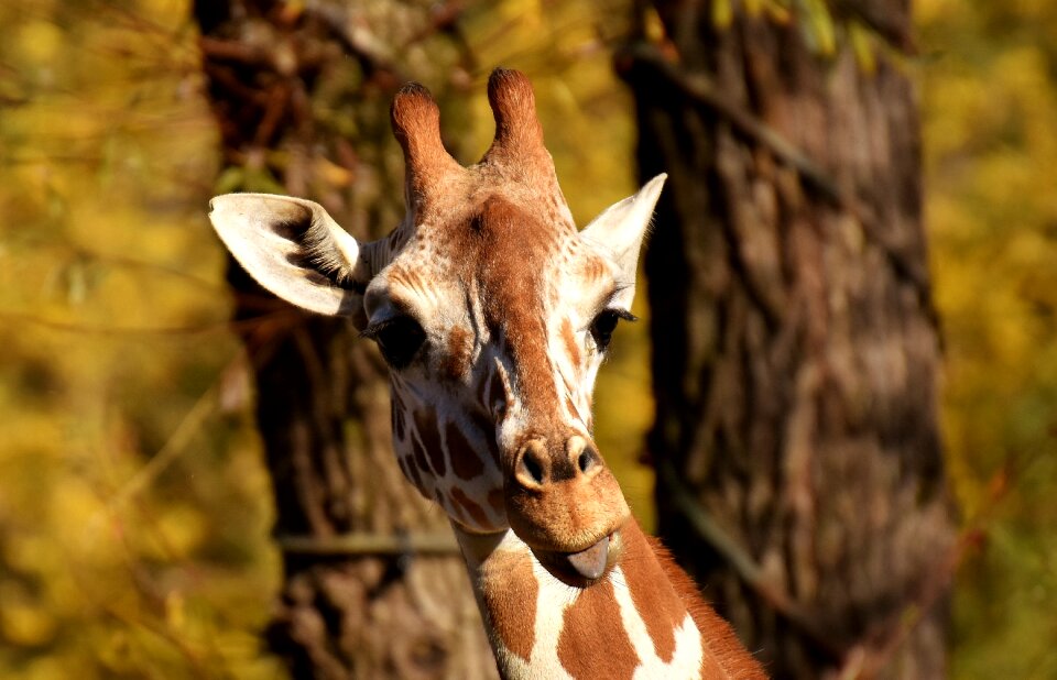Animal portrait funny tierpark hellabrunn