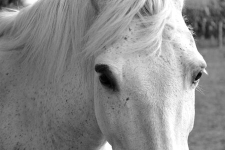 Toupet portrait horseback riding