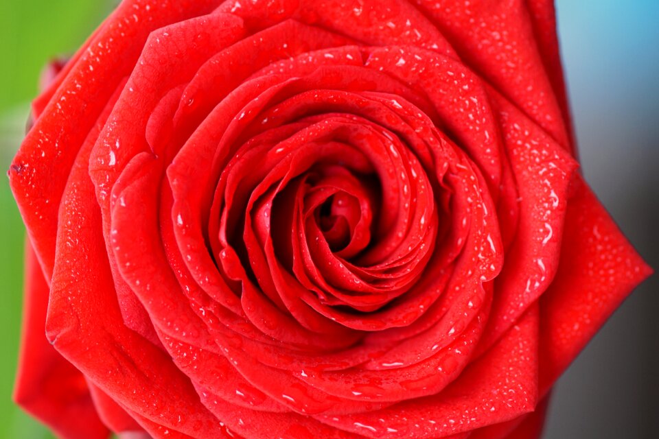 Red rose blossom bloom