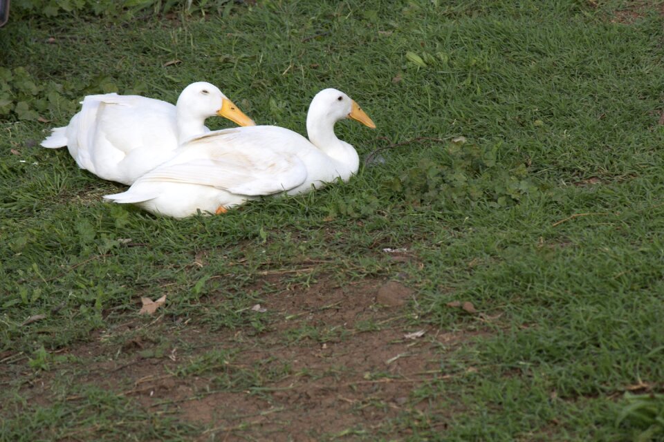 Feather water duck
