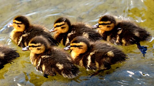 Swim small cute photo