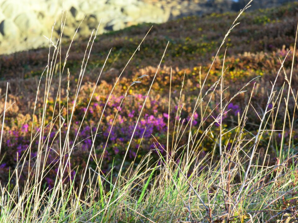 Dune brittany herbs