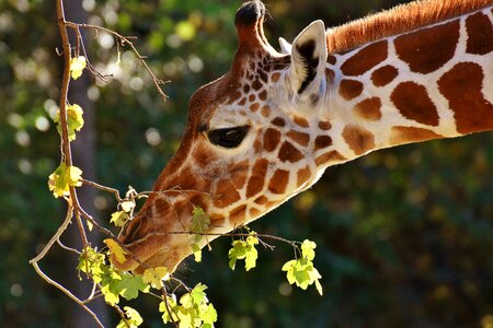 Animal portrait funny tierpark hellabrunn photo