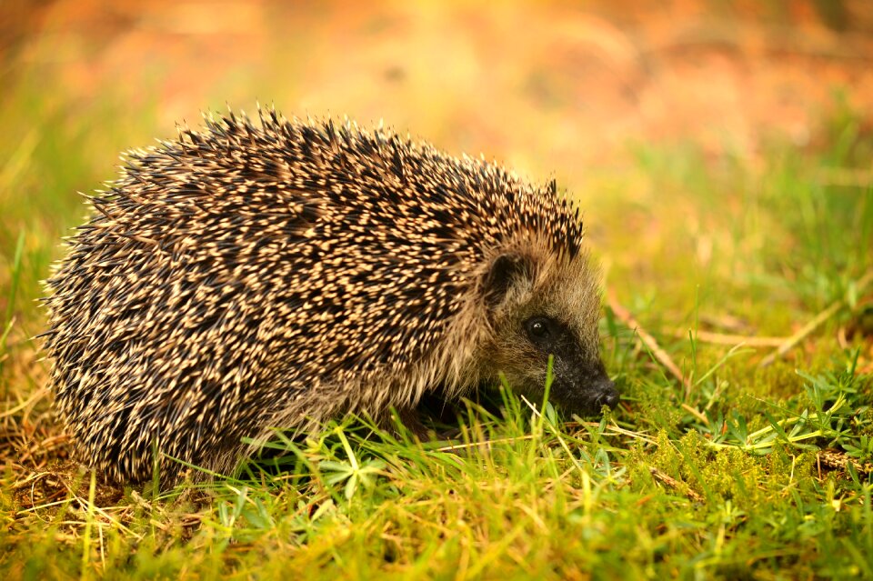 Mammal animal hedgehog