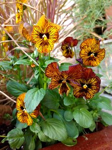 Garden pansies stripes