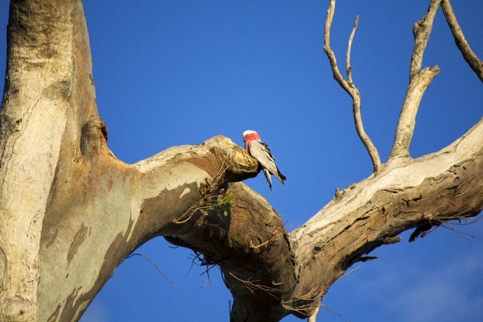 Wildlife bird galah