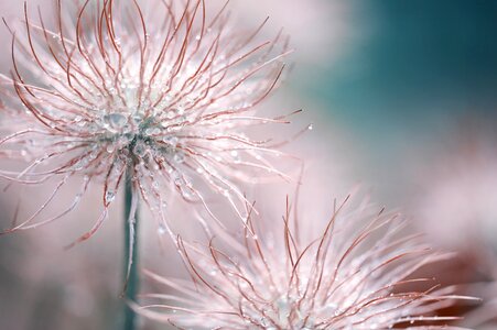 Faded seeds tender